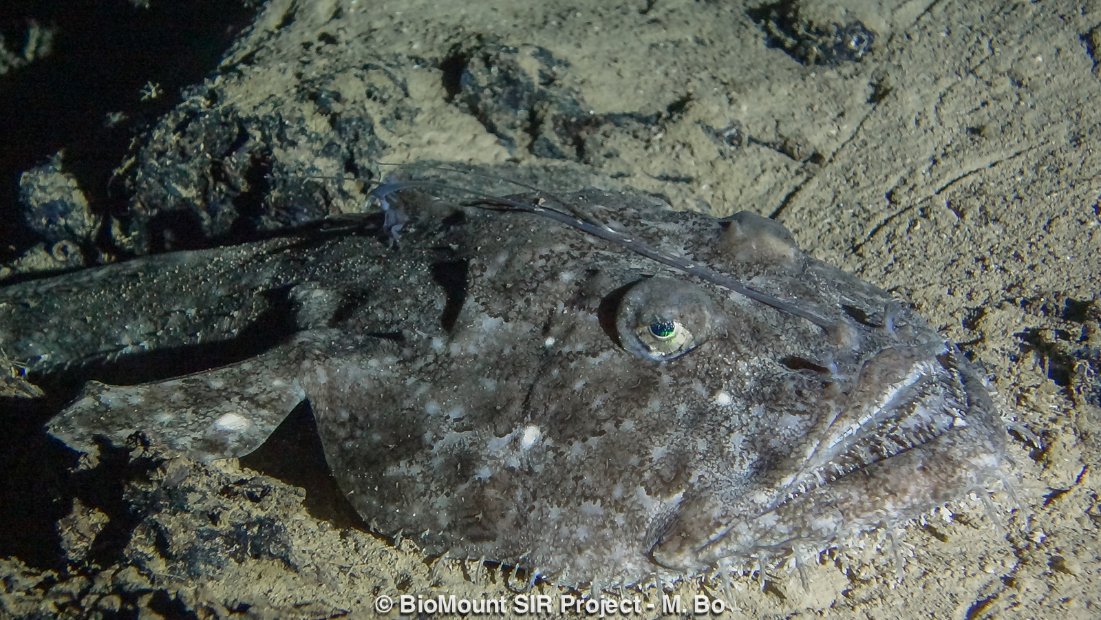 A large monkfish, Lophius sp.