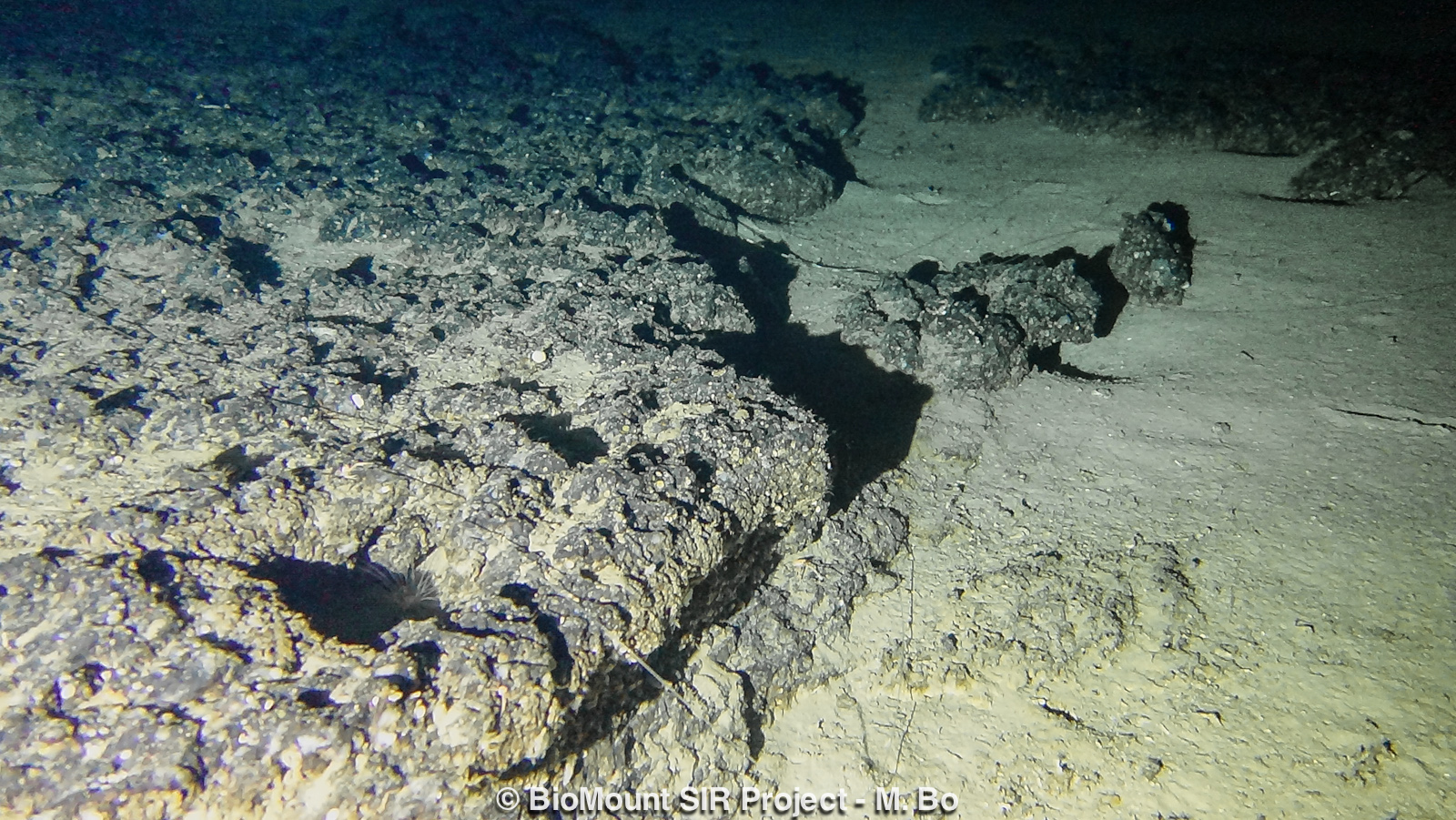 Rocky seafloor with numerous line entanglements.