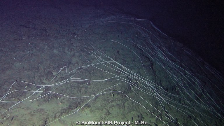 Lost rope entirely laying on the seafloor.