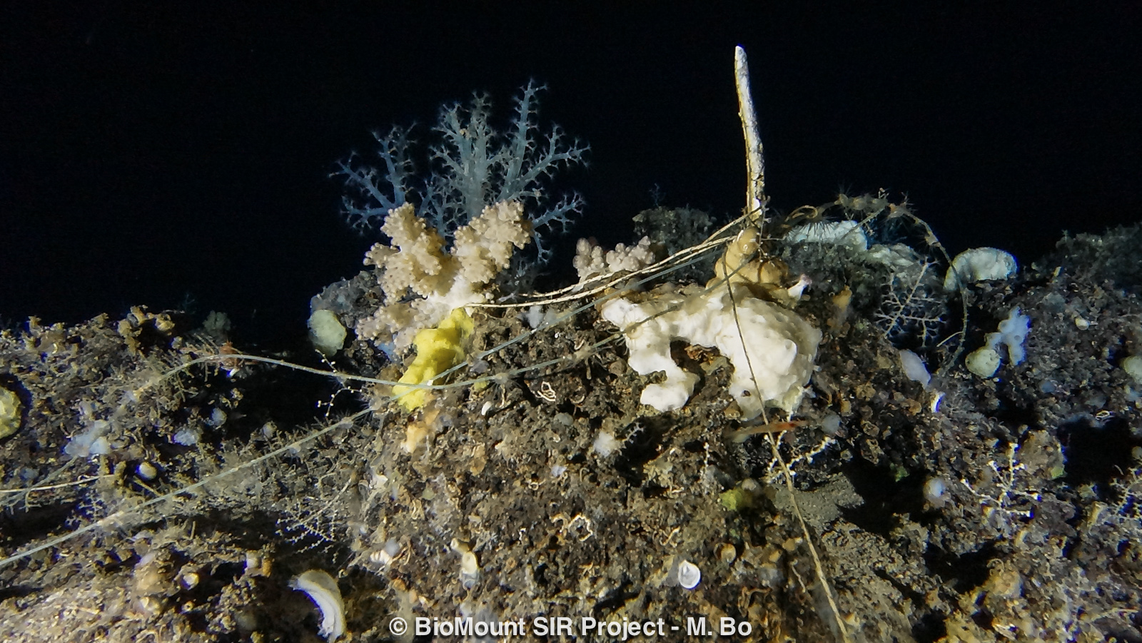 Benthic assemblage entangled by lines.