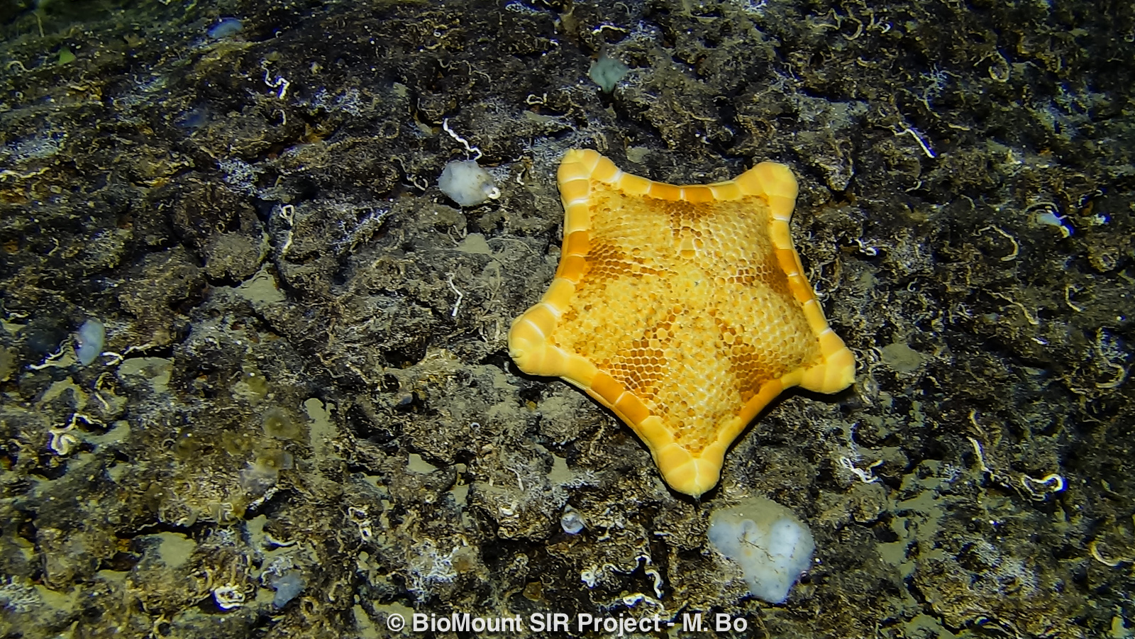 The sea star Peltaster placenta.