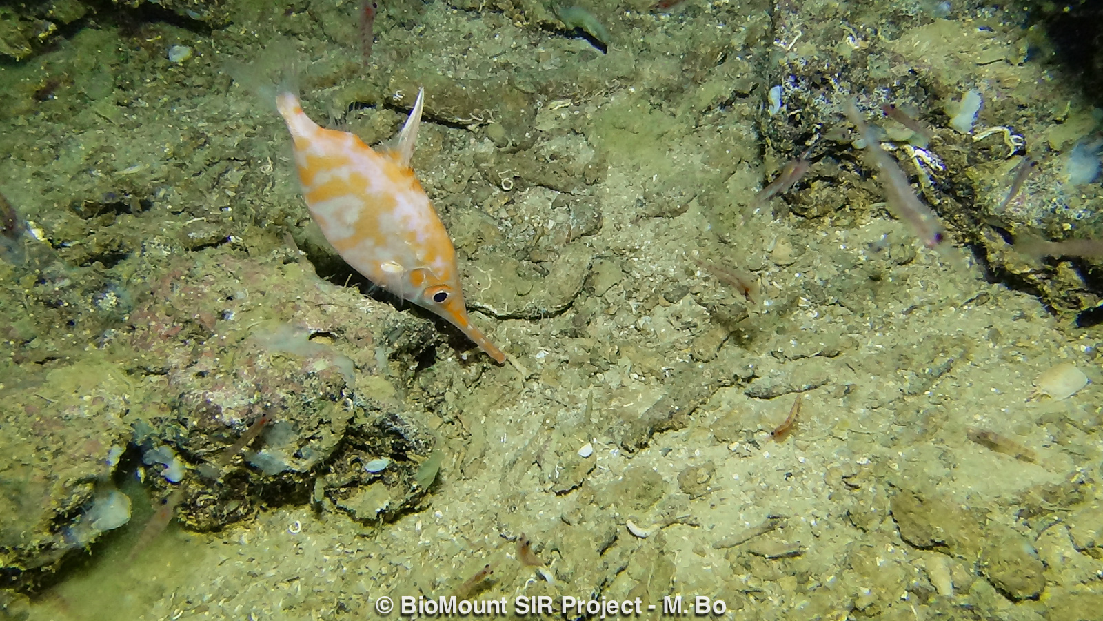 The common bellowfish Macroramphosus scolopax.