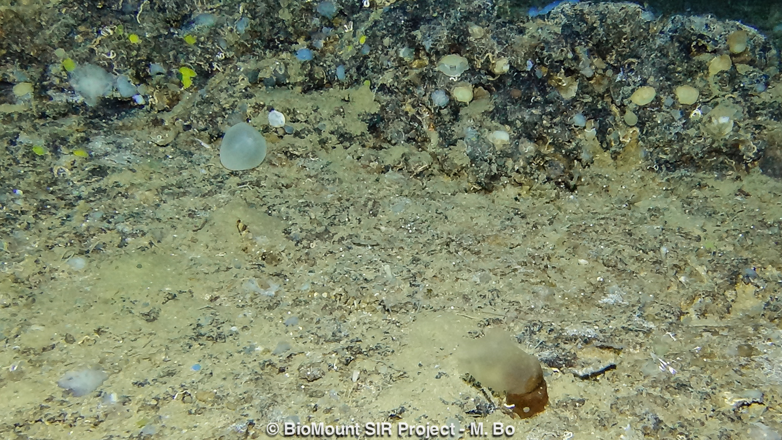 Brachiopods and ascidians on the seafloor.