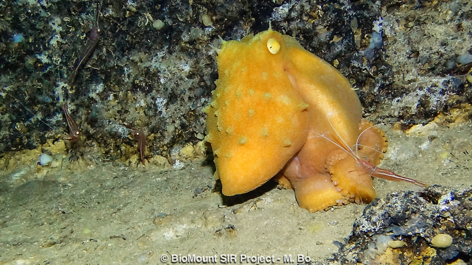 The bathyal orange fourhorn octopus, Pteroctopus tetracirrhus.