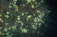 Sponge ground West flank of the seamount