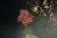 Red Coral South flank