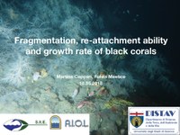 Fragmentation, re-attachment ability and growth rate of black corals