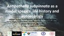 Antipathella subpinnata as a model species: life history and autoecology